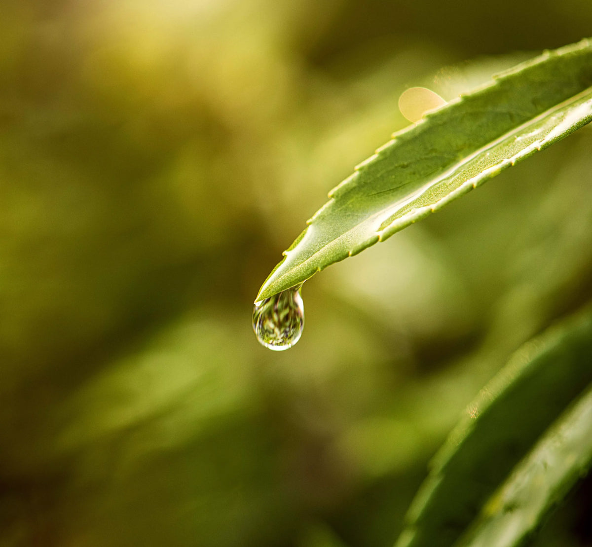 A drop of water falling from an aloe leaf