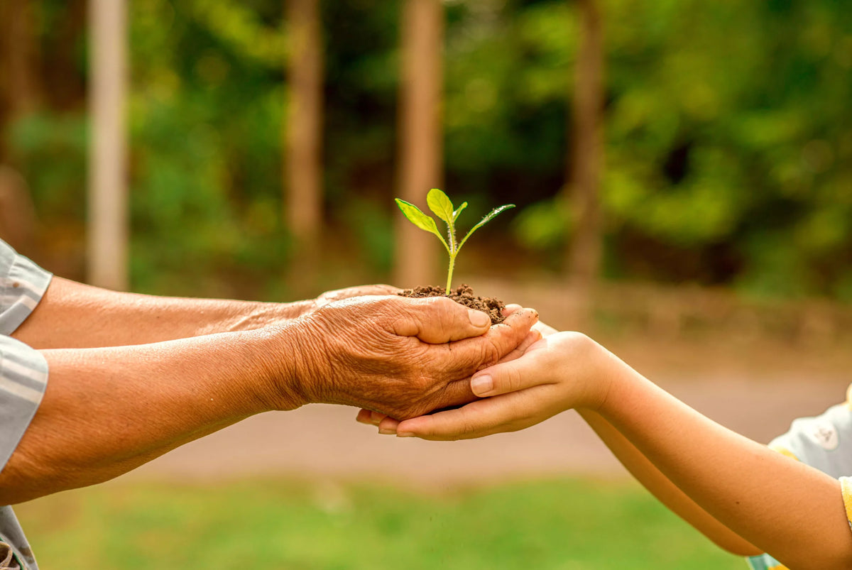 An older and a younger pair of hands passing on a seedling